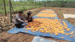 Polsek Campaka Dampingi Warga Panen Jagung 