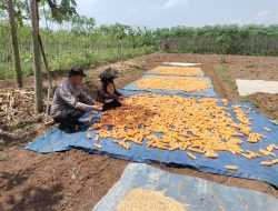 Polsek Campaka Dampingi Warga Panen Jagung