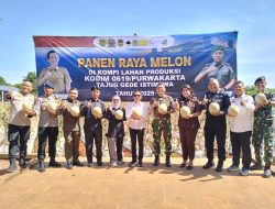 Kodim 0619 bersama Pemda Purwakarta Gelar Panen Raya Melon, Dorong Kemandirian Pangan